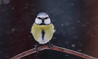 Die Blaumeise landete auf Platz drei der großen Wintervogelzählung - Schäfferling