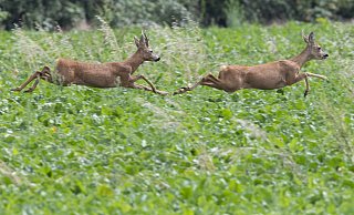 Symbolfoto: Ein Reh viel den Tätern bereits zum Opfer. - Picture Alliance