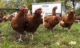 Für Hühner in Freilandhaltung gilt ein besonderes Infektionsrisiko. - picture alliance / ABBfoto