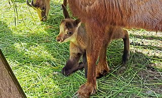 Nachwuchs im Tierpark Olderdissen: das erste Jungtier bei den Alpengämsen (Rupicapra rupicapra) kam Ende Mai auf die Welt. - Umweltbetrieb