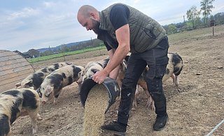 Zweimal am Tag werden die Schweine von Alexander Wellmann (37) gefüttert. - Peter Heidbrink