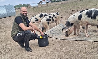 Zweimal am Tag werden die Schweine von Alexander Wellmann (37) gefüttert. - Peter Heidbrink