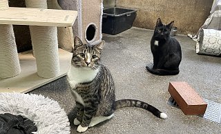 Im Tierheim Bünde landen immer mehr Jungkatzen, die nicht gewollt waren. - Natalie Gottwald