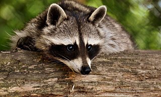 Putzig sehen sie aus, die Waschbären. Doch die aus Nordamerika stammede Art hat sich in Deutschland massiv ausgebreitet und bedroht den Bestand heimischer Tierarten - so wie im Naturschutzgebiet Fuchsloch in Bad Oeynhausen. - Pixabay