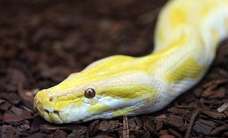 Die Tigerpython ist nicht giftig, kann aber einen Menschen erwürgen. - Frank-Michael Kiel-Steinkamp
