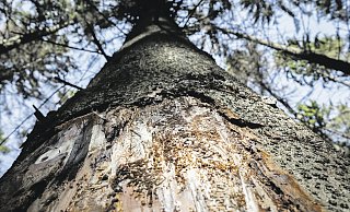 Borkenkäfer und die trockenen Sommer der letzten Jahre haben den Wald in Ostwestfalen-Lippe geschwächt. Waldbrände können sich so schnell ausbreiten. - Torben Gocke