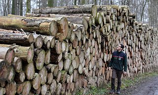 Die Holzstämme, an denen Förster Timur Beck vorbeigeht, sind noch nicht abgeholt, weil die Verarbeiter nicht nachkommen. - Frank-Michael Kiel-Steinkamp