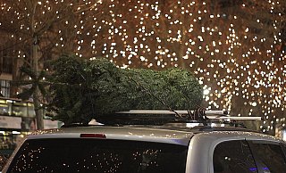 Keine Lust mehr auf die Weihnachtstanne? - Symbolfoto/ Pixabay