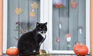Halloween naht - und damit auch Gruselpartys, Kostüme und Lärm, die für viele Haustiere Stress bedeuten. - Patrick Pleul/dpa/dpa-tmn