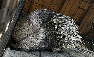 In einem Drahtkäfig übergeben die Einsatzkräfte das abenteuerlustige Stachelschwein an seinen Besitzer. - Andreas Kramme