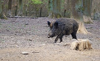 Wildschweine waren im Kreis Höxter innerhalb weniger Stunden gleich in zwei Unfälle mit Güterzügen verwickelt. - Pixabay (Symbolfoto)