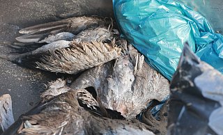 Im Kreis Höxter wurde ein toter Kranich entdeckt, der an der Vogelgrippe erkrankt war. Überall in Deutschland, wie hier in Kelbra, werden verendete Kraniche gefunden. - Matthias Bein/dpa