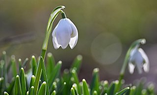 OWL darf zum Wochenende auf milde Luft hoffen, die sich nach dem strengen Frost des Wochenanfangs wie ein Hauch von Frühling anfühlen wird. - Katrin Requadt/dpa
