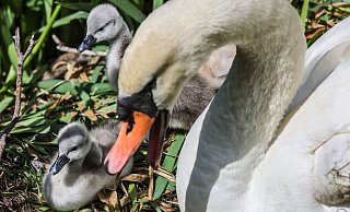 Eine Schwanfamilie gelangte auf ein Gleis in Paderborn. - Oliver Berg/dpa