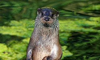 Otter Chris lebt schon seit 2019 im Tierpark Olderdissen. Er freut sich auf Kameradschaft. - Foto: Steve McAlpine
