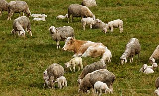 "Mücke" fühlt sich wohl unter Schafen. - Thomas Schippl/dpa