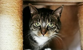 Kater Lutz verbrachte zwei Tage auf einem Baum, ehe er ins Gütersloher Tierheim kam. Dort ist er mittlerweile im Katzenzimmer untergekommen. - Tierheim Gütersloh