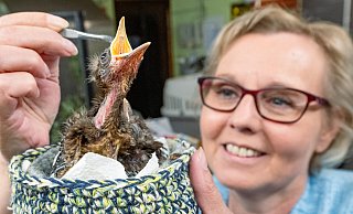Schnabel auf, Futter mit der Pinzette vorsichtig reinlegen: Auch Tierheimleiterin Jutta Schaper kennt sich mit dem Päppeln inzwischen gut aus. - Barbara Franke