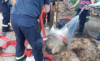 Nach der Rettungsaktion musste das junge Tier erstmal ordentlich abgebraust werden. - Feuerwehr Steinhagen