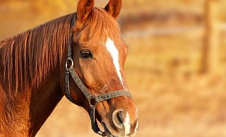 Parallel zur Behandlung der Gestürzten war das Pferd nach einem rund zweieinhalb Kilometer langen Ritt alleine nach Hause gelaufen. - Pixabay