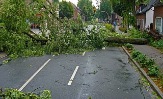 Mehrere Bäume fallen um und auf die Straße (Symbolbild). - Pixabay