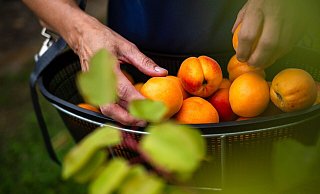 Reiche Ernte: Wer geerntetes einfriert, bewahrt den Geschmack und die Nährstoffe des Sommers für die kalte Jahreszeit. - Sina Schuldt/dpa/dpa-tmn