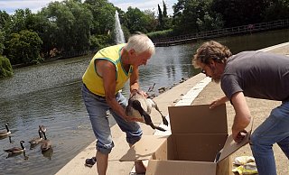 Und ab in die Kiste: Aldo Robijn kommt mit der Gans aus dem Wasser, NW-Redakteur Meiko Haselhorst steht schon mit dem Transportbehälter parat. - Niklas Krämer