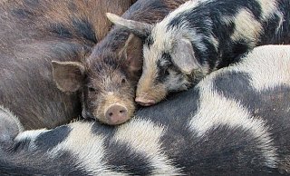 Der Fahrer des Schweinetransporters zeigte sich uneinsichtig. - (Symbolbild): Pixabay
