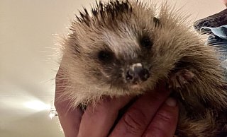 Regelmäßig landen Igel, so wie dieser, bei Tierfreund Matthias Stock in Rolfzen. - Stock