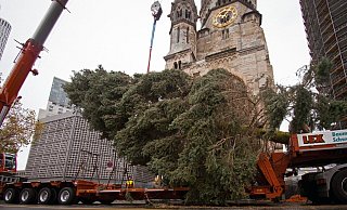 Der Weihnachtsbaum ist am Berliner Breitscheidplatz angekommen. - Paul Zinken/dpa