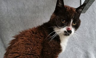 Katzendame Tiffy sucht ein neues Zuhause. - Tierheim Gütersloh