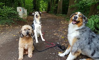 Bruno, Lola und Wilma (v. l.) kommen oft genug vor die Tür. - Sabine Kauke