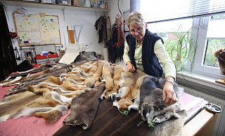 Pelze en masse: Auf dem Arbeitsttisch von Kürschnermeisterin Barbara Janßen liegen zahlreiche Fuchsfelle. Die grüne Plakette im Ohrist mit eine Nummer versehen, mit der man nachvollziehen kann, woher der Pelz kommt. - Oliver Herold