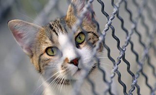 In den ostwestfälischen Tierheimen sind viel mehr Katzen als Hunde untergebracht. - dpa