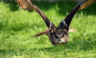 Viele Eulen haben sich 2020 im Kreis Höxter niedergelassen - ein Grund sind die großflächigen Reviere. - Symbolbild/Pixabay