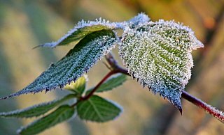 Vor allem für Sommerblüher und Nutzpflanzen kann später Frost oder Reif zum Problem werden. Wird’s tatsächlich noch eimal frostig, sollten Gartenbesitzer und Balkonliebhaber reagieren. - Symbolfoto/ Pixabay