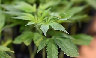 Die Ermittler entdeckten Marihuana. (Symbolbild) - Michael Brandt/dpa