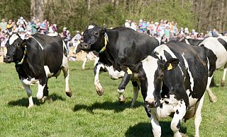 Übermütig geht es im Kuhgalopp auf die Weide. Tausende Zuschauer sind beim Weideaustrieb auf Gut Wilhelmsdorf in Bielefeld dabei. - Peter Unger