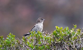 Vögel bauen gern Nester in Hecken. - Symbolfoto: Pixabay