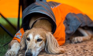 Kann der Hund nicht allein zu Hause bleiben, kann man ihm abseits des Festivaltrubels ein angenehmes Plätzchen bereiten – zum Beispiel mit seiner Lieblingsdecke. - Jens Büttner/dpa/dpa-tmn
