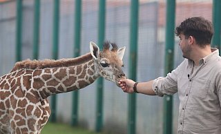 Diese Wimpern! Man kann sie so gut erkennen, weil sich das Giraffenbaby ganz darauf konzentriert, die Hand von Markus Köchling, zu studieren. Für den Zoologischen Leiter des Safarilandes eine Premiere: So nah ist er einem Giraffenbaby noch nie gewesen. - Sigurd Gringel