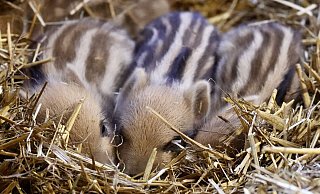 Wildschwein-Nachwuchs und präventive Maßnahmen des Tierparks aufgrund der Geflügelpest - Peter Unger