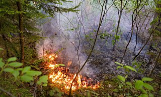 Offene Flammen im Bielefelder Wald. - Mike-Dennis Müller
