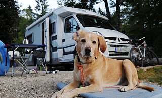 Campingurlaub mit Hund bietet viel gemeinsame Zeit und ist oft günstiger als ein Hotelaufenthalt. - Tobias Hase/dpa-tmn