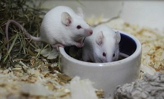 Insgesamt vier Mäusejungs warten auf ein artgerechtes Zuhause. - Tierheim Bünde