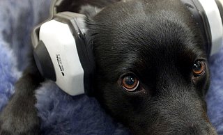 Ohrenschützer sollen Labradormischling Spike vor der Silvesterböllerei schützen. - picture alliance / dpa