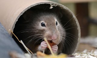 Mit Einstreu und Nistmaterial kann man dem Hamster ein kuscheliges Heim bereiten. - Caroline Seidel-Dißmannel/dpa-tmn