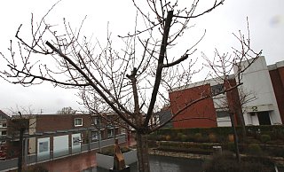 Vier Kirschbäume umgeben die Plastik der Königin-Mathilde in Enger. Sie haben in den vergangenen zwei extremen Sommern noch mehr gelitten als die anderen Bäume der Stadt. Auch sie stehen für die These: "Abwarten, was auch ihnen wird." - Andreas Sundermeier