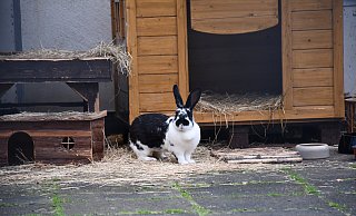 Das Tierheim Bünde-Ahle hat aktuell ein großes Hasen-Problem. Um Platz für die 30 Tiere zu schaffen, mussten sogar Hundeboxen geräumt werden. - Louisa Kohnert