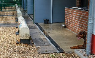 Endlich Ruhe im Haus: Eine Wohltat für viele der "Insassen" des Bielefelder Tierheims. - Susanne Lahr (Archiv)